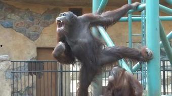 PORNO国产,揭秘其文化魅力与产业发展